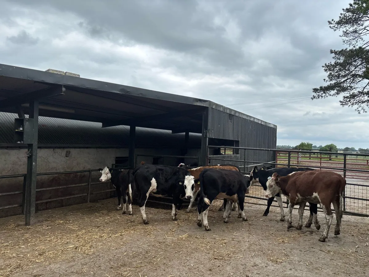 8 super Hereford yearling heifers - Image 1