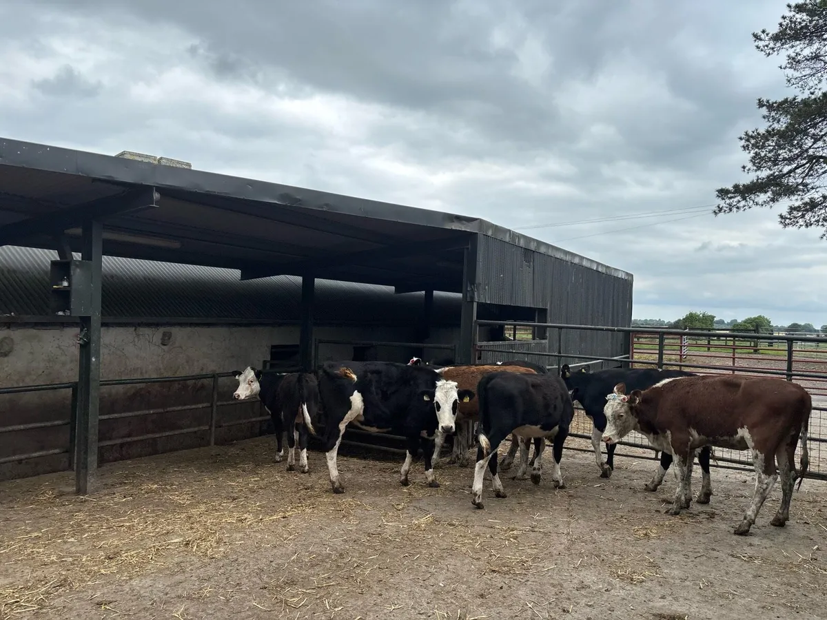 8 super Hereford yearling heifers - Image 3
