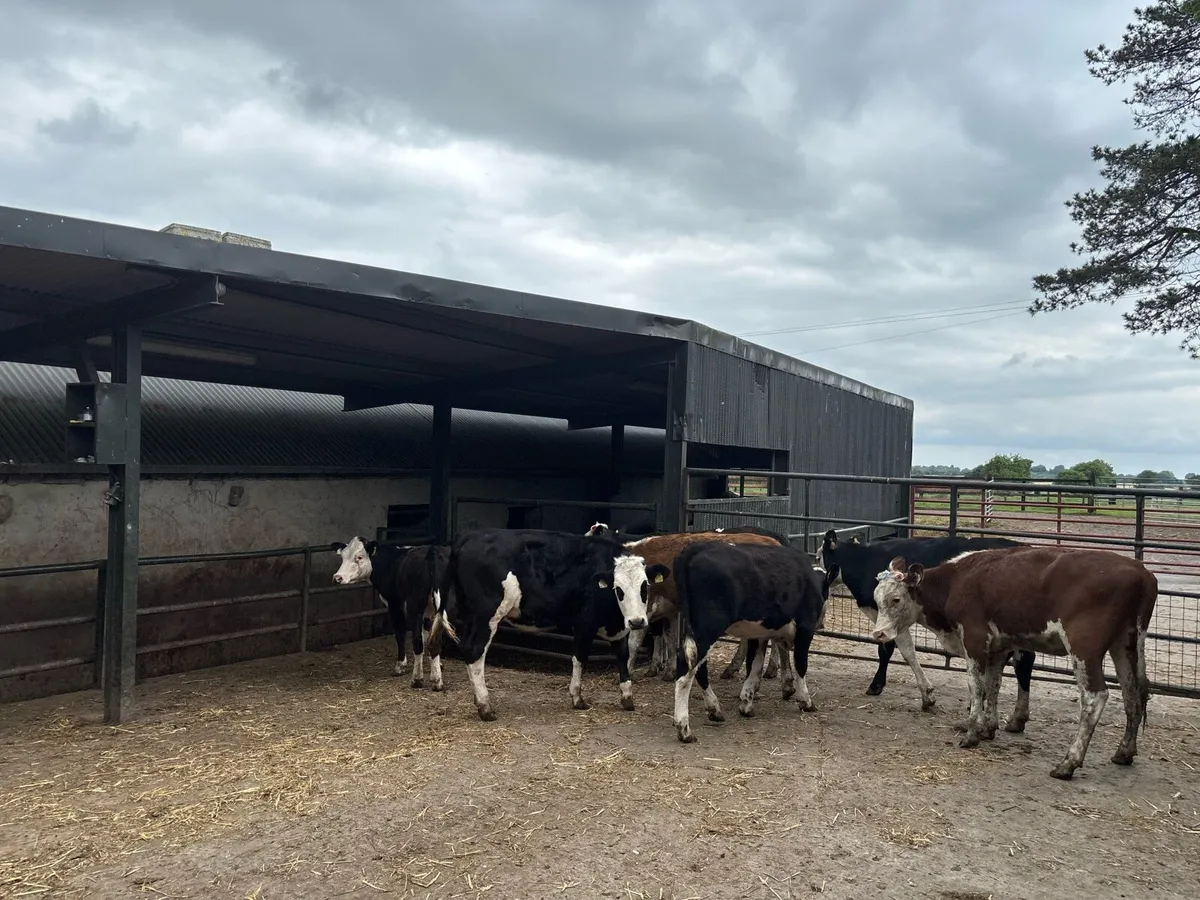 8 super Hereford yearling heifers - Image 2