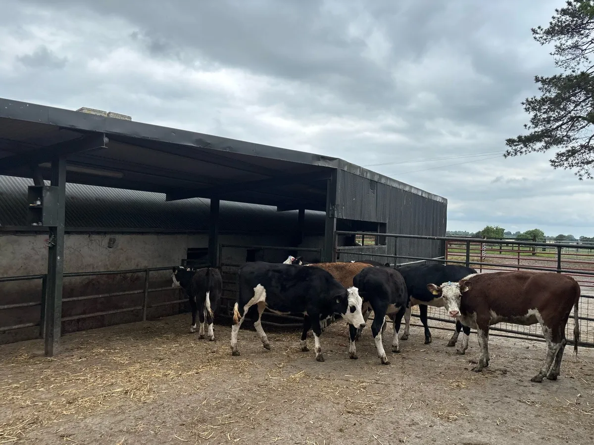 8 super Hereford yearling heifers - Image 4