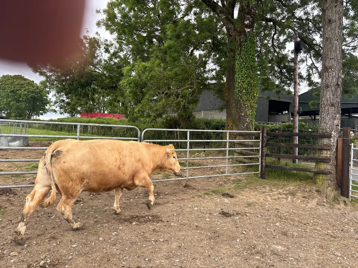Super charlaois second calving cow - Image 2