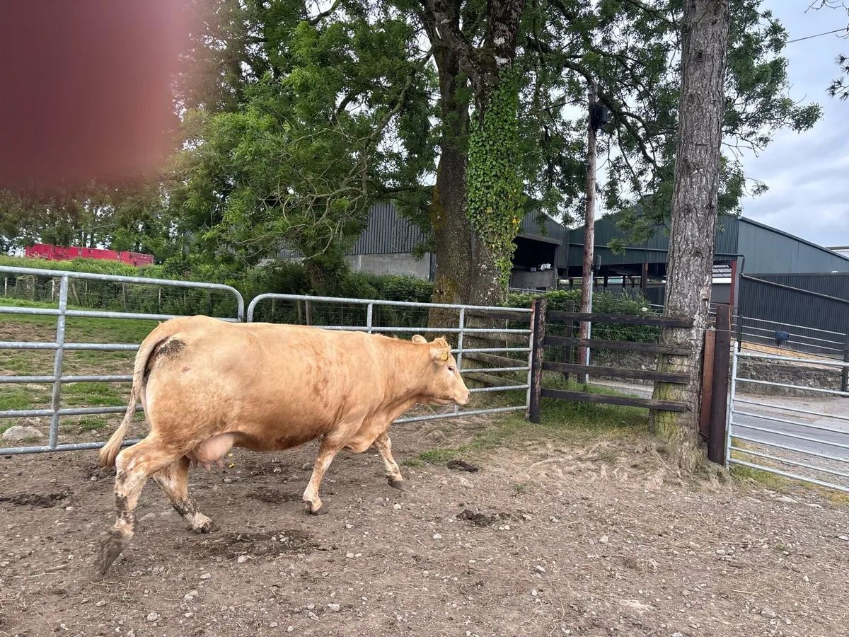 Super charlaois second calving cow - Image 3