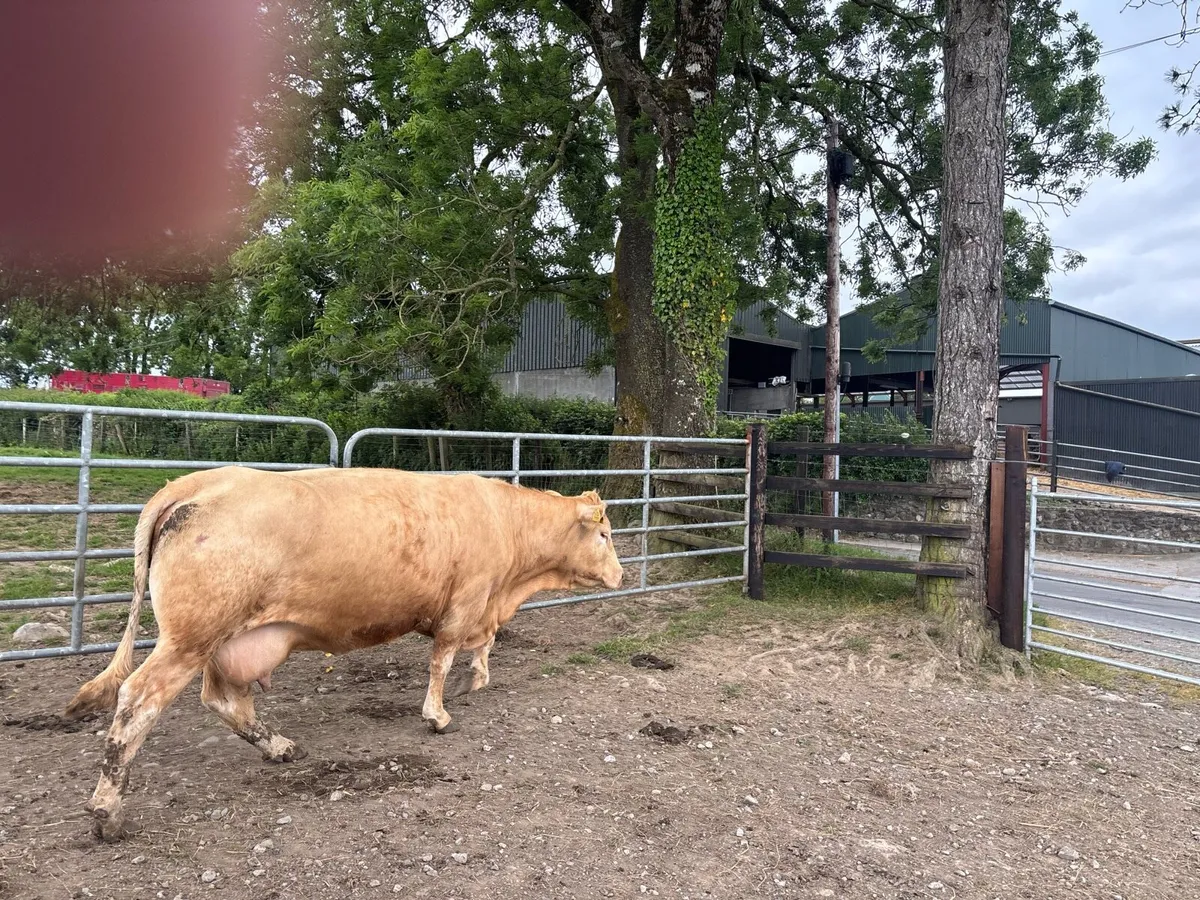 Super charlaois second calving cow - Image 4