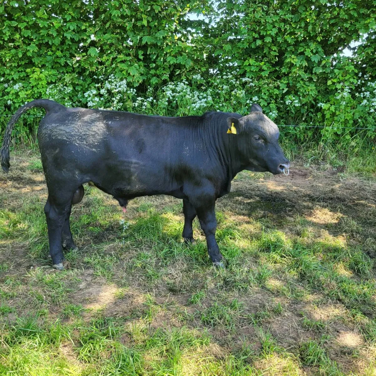 Angus bulls - Image 1