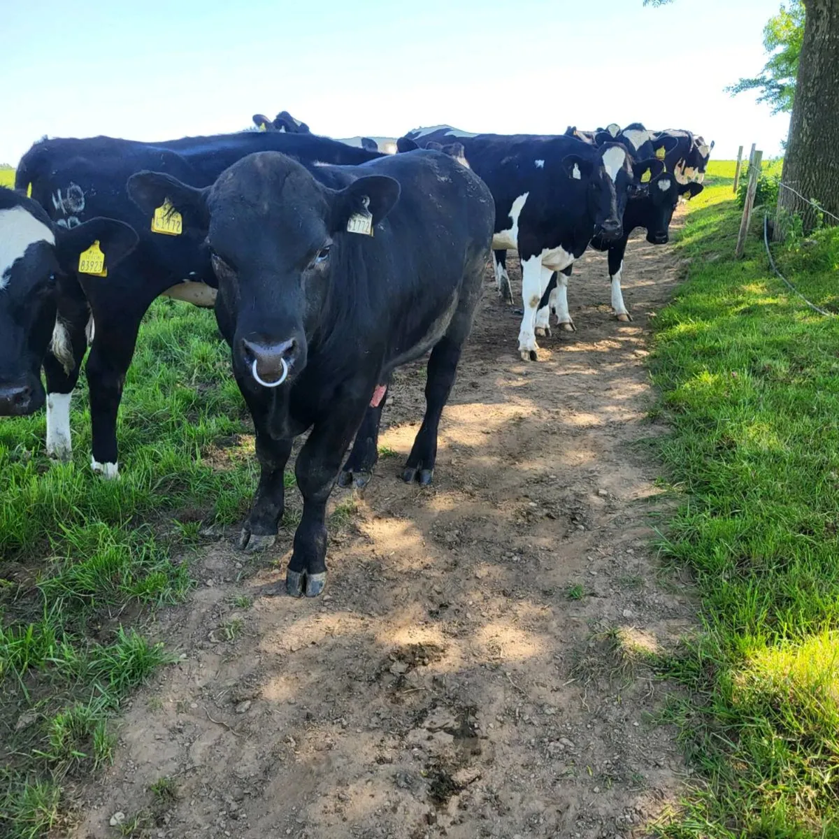 Angus bulls - Image 2