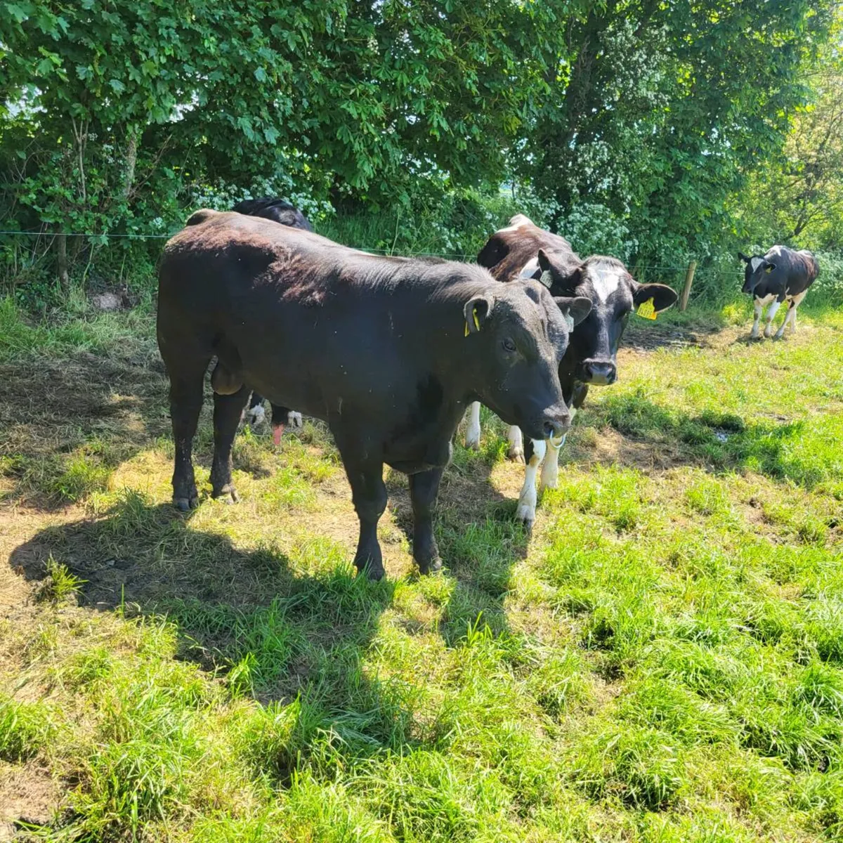 Angus bulls - Image 3