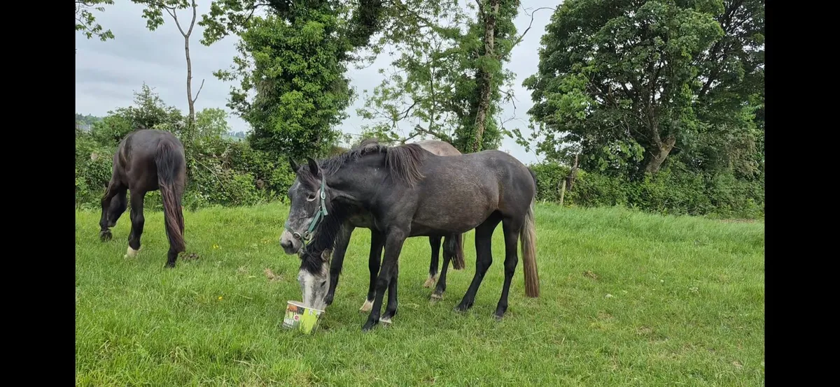 Drumshambo mart - Image 2