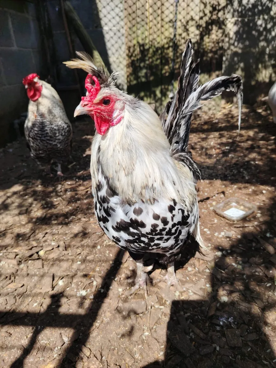 Roosters - Image 1
