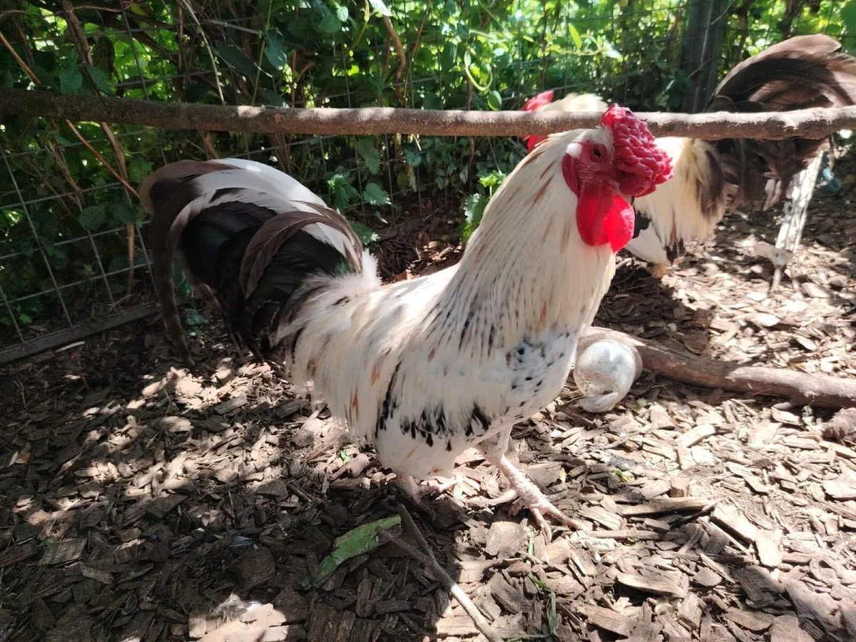 Roosters - Image 2