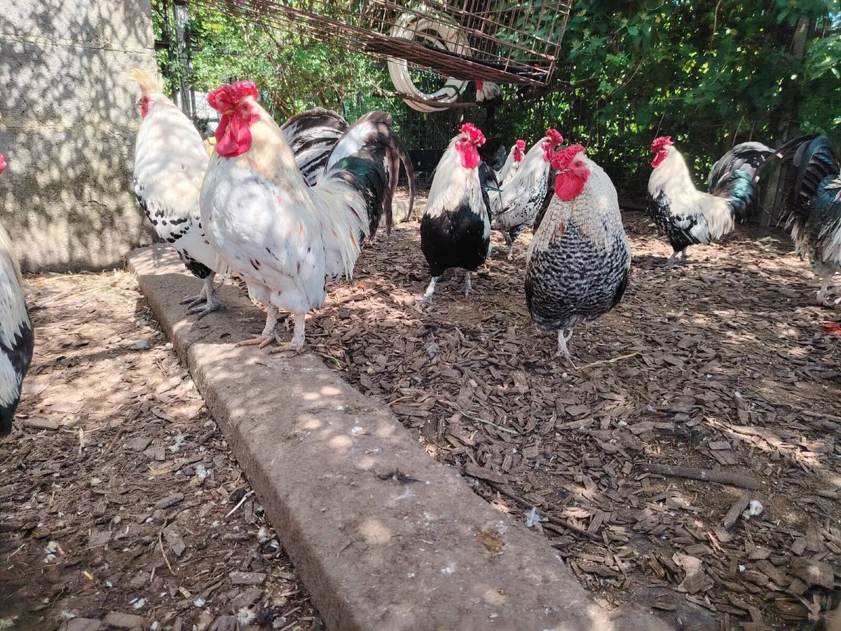 Roosters - Image 3