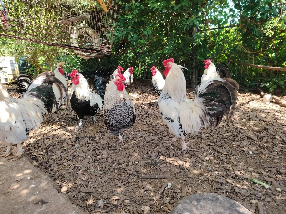 Roosters - Image 4