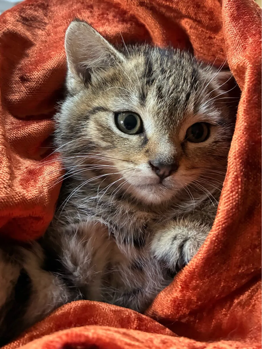 Catstrust adoption and protection. Rescued . - Image 3