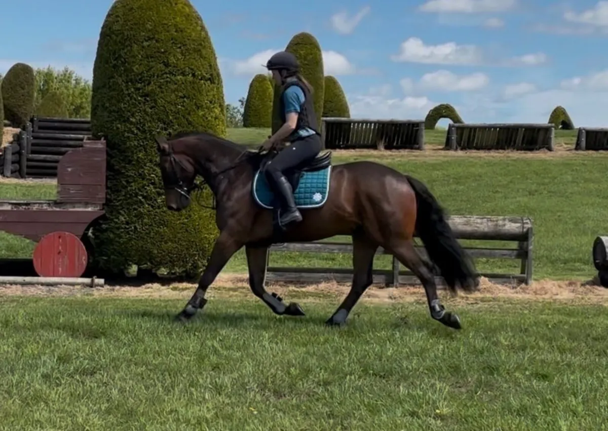 Irish Sport Horse 158 cms - Image 1