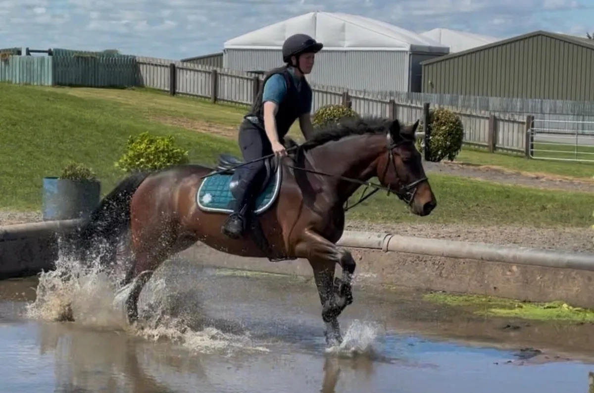 Irish Sport Horse 158 cms - Image 3