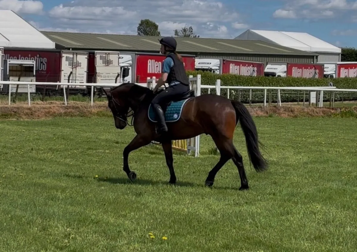 Irish Sport Horse 158 cms - Image 4