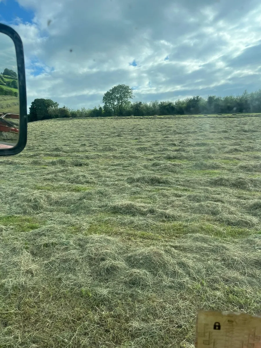 Square bales of hay for sale - Image 1