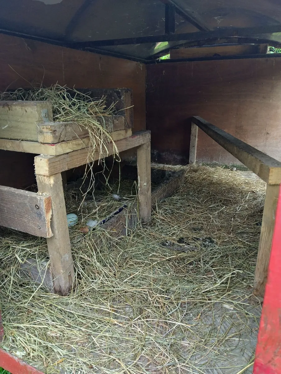 Mobile chicken house for sale €250 - Image 3