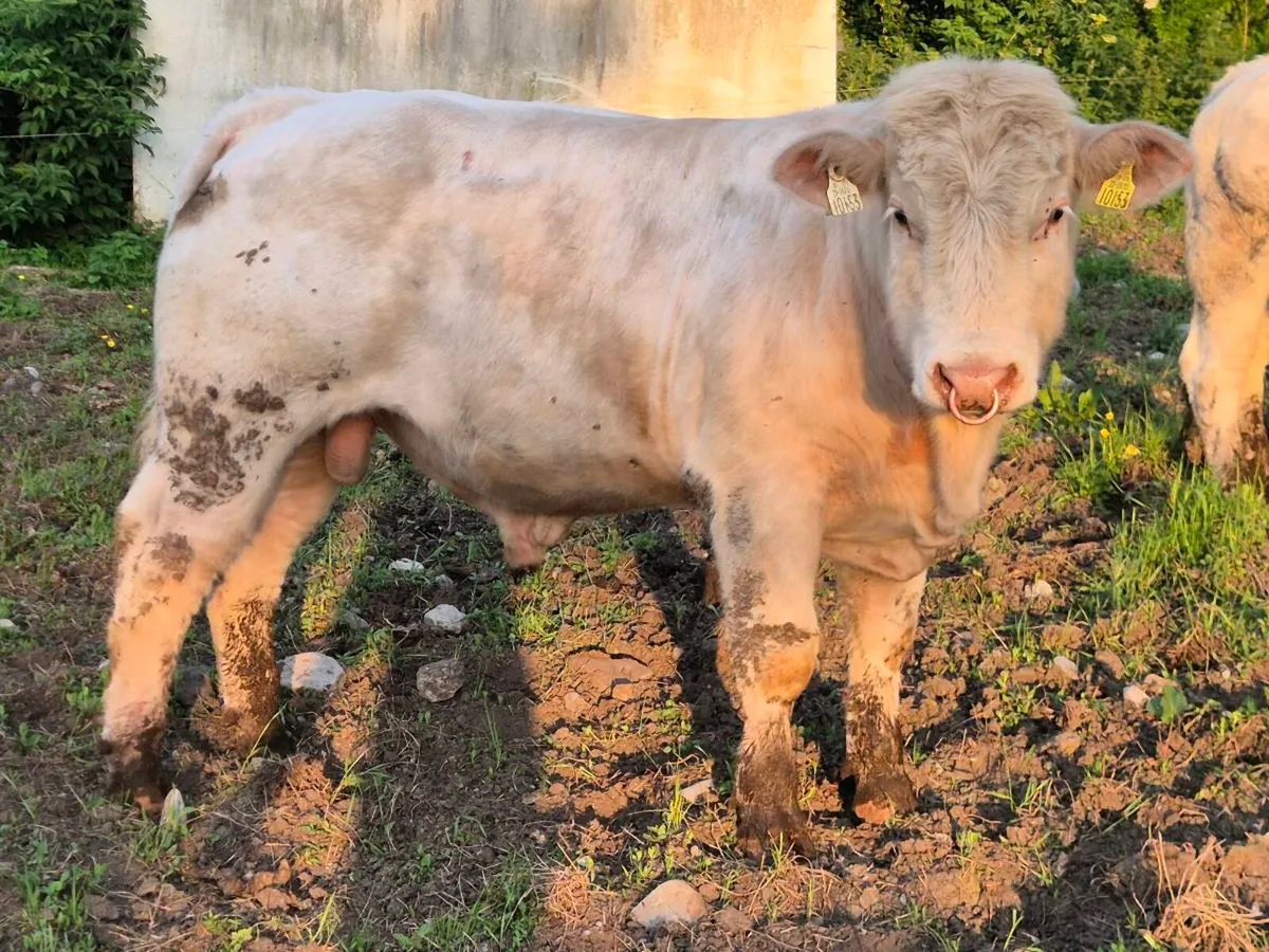 Pedigree Charolais Bull - Image 2