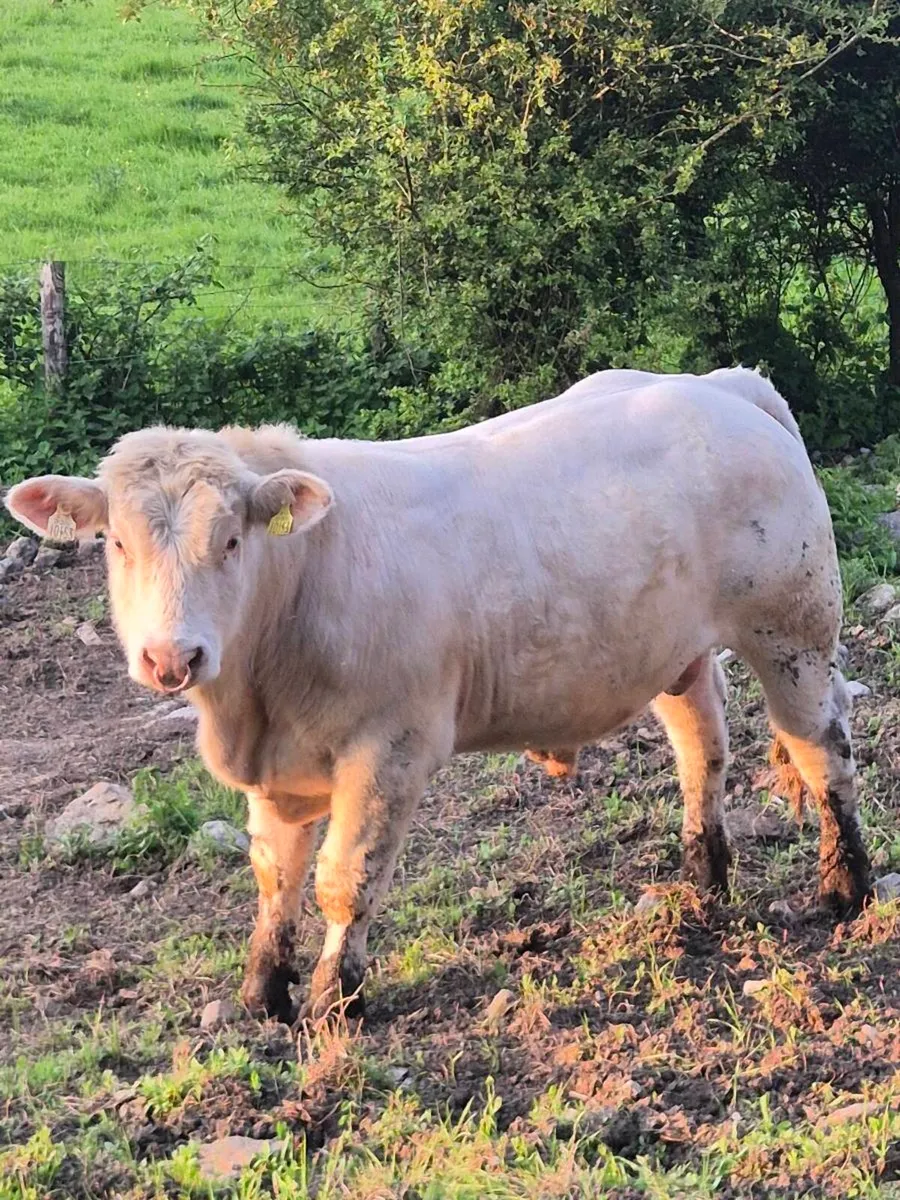 Pedigree Charolais Bull - Image 1