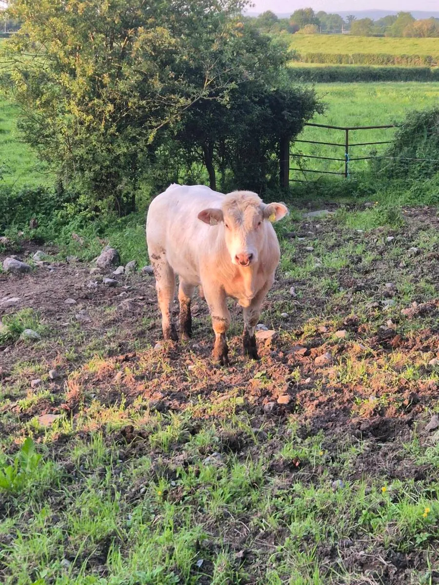 Pedigree Charolais Bull - Image 3