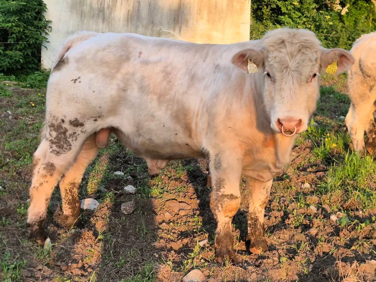 Pedigree Charolais Bull - Image 4