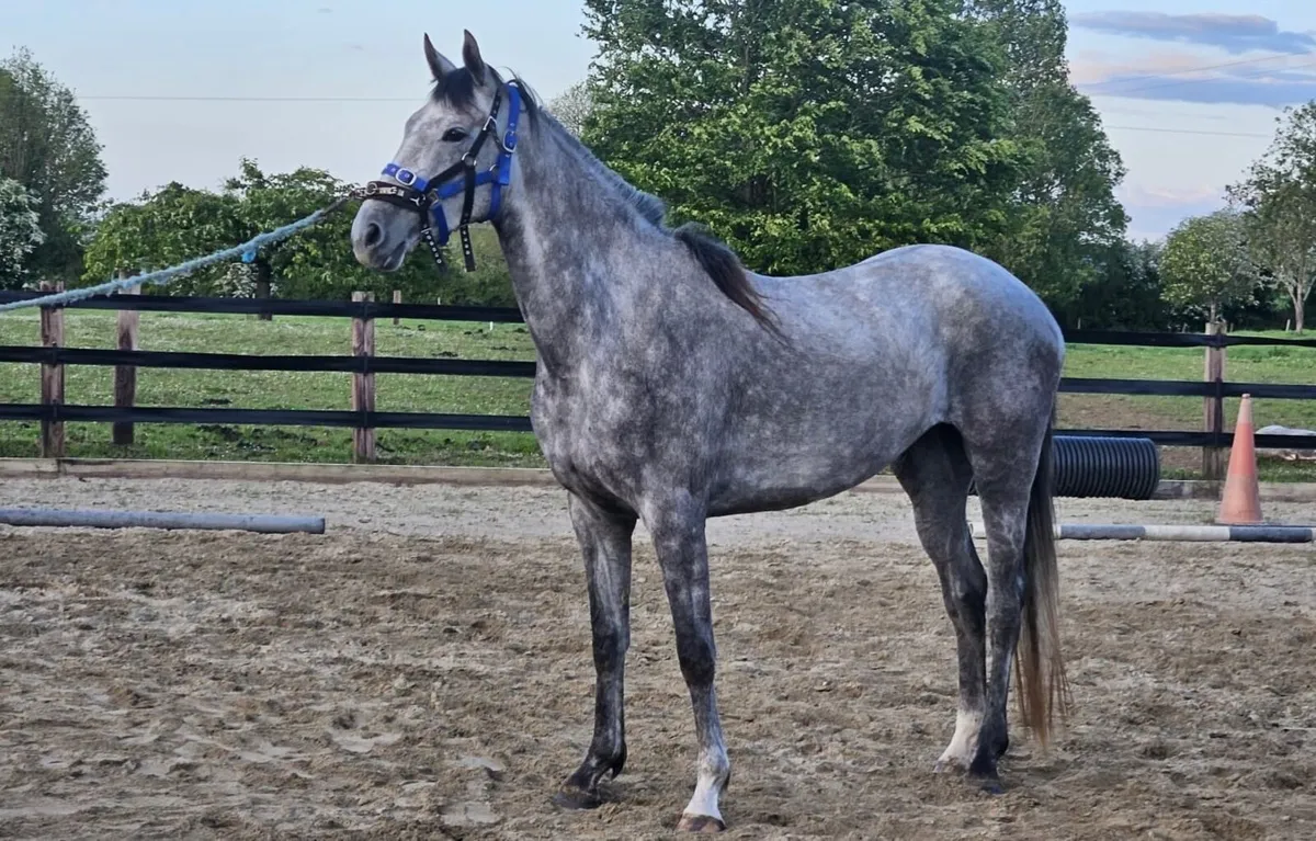 Unbroken 4yo mare - Image 1