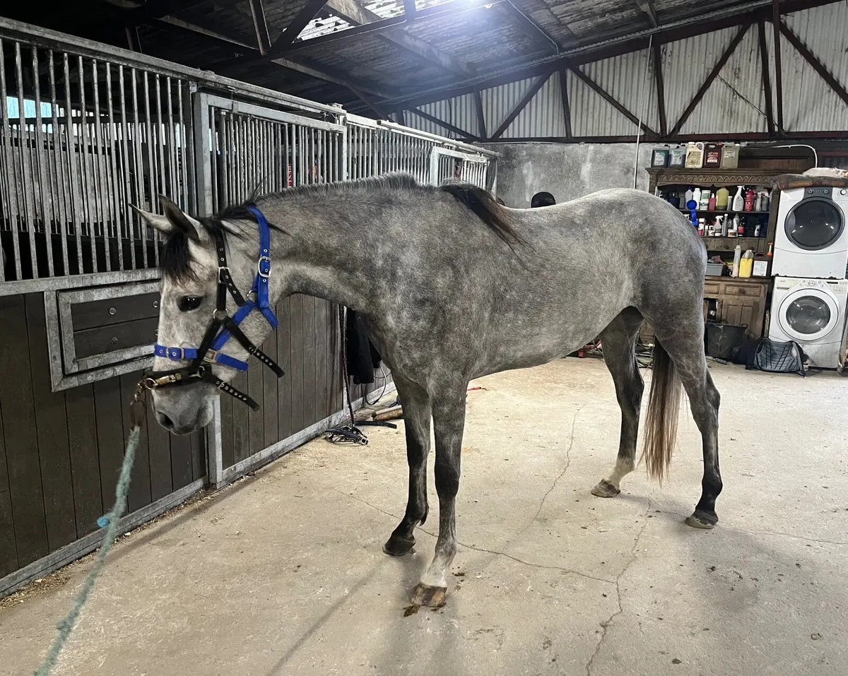 Unbroken 4yo mare - Image 2