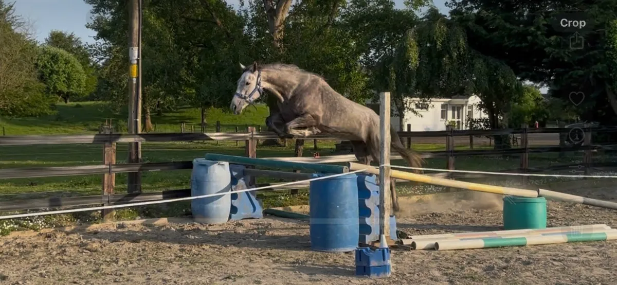 Unbroken 4yo mare - Image 3