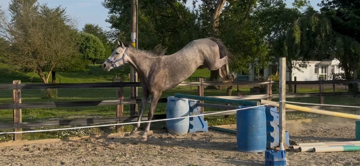 Unbroken 4yo mare - Image 4