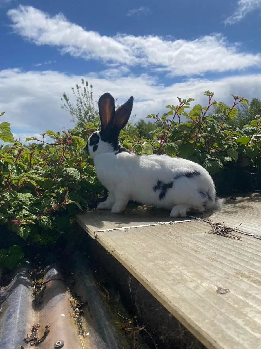 Rabbits - Image 1