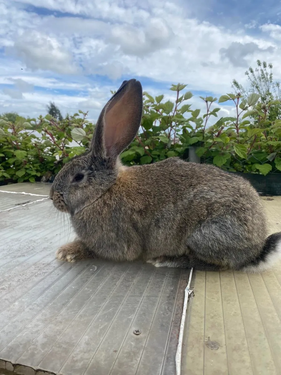 Rabbits - Image 3