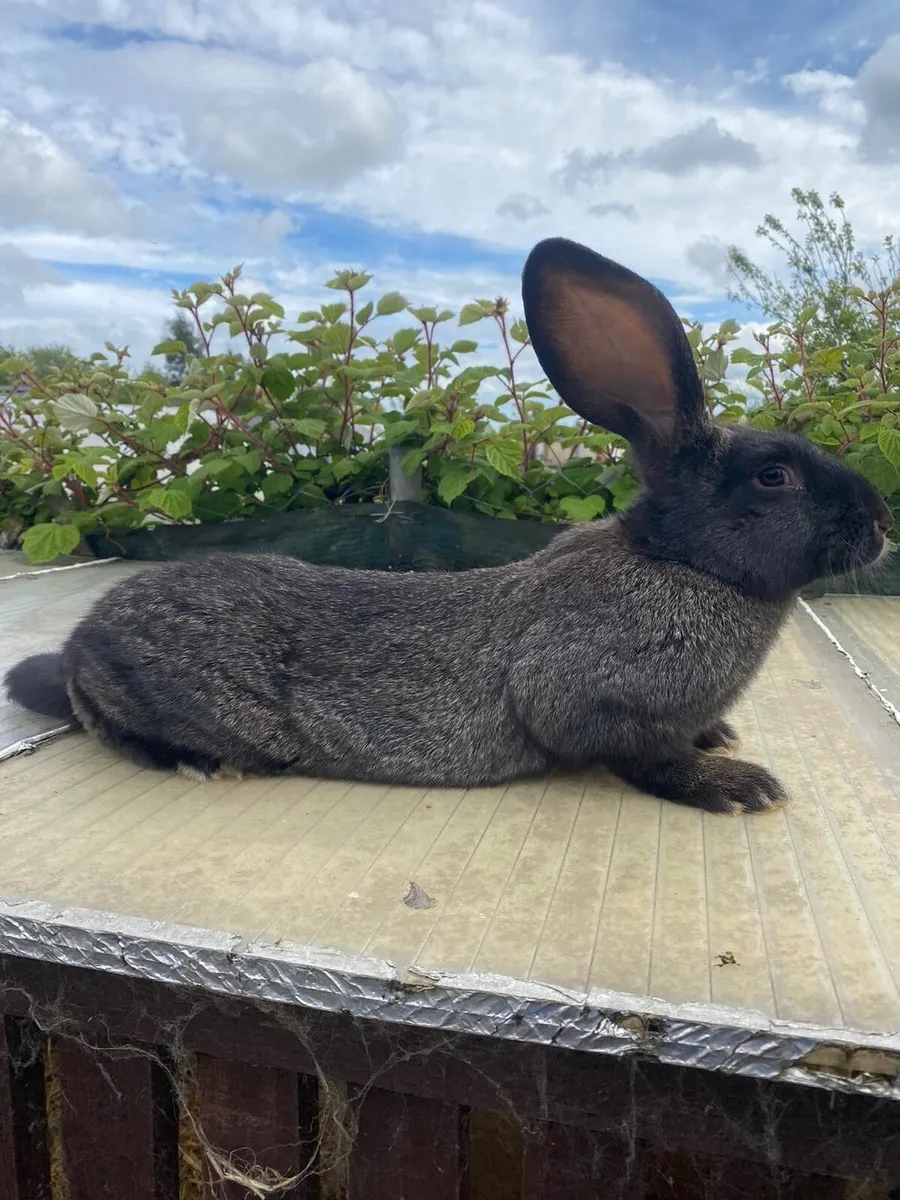 Rabbits - Image 2