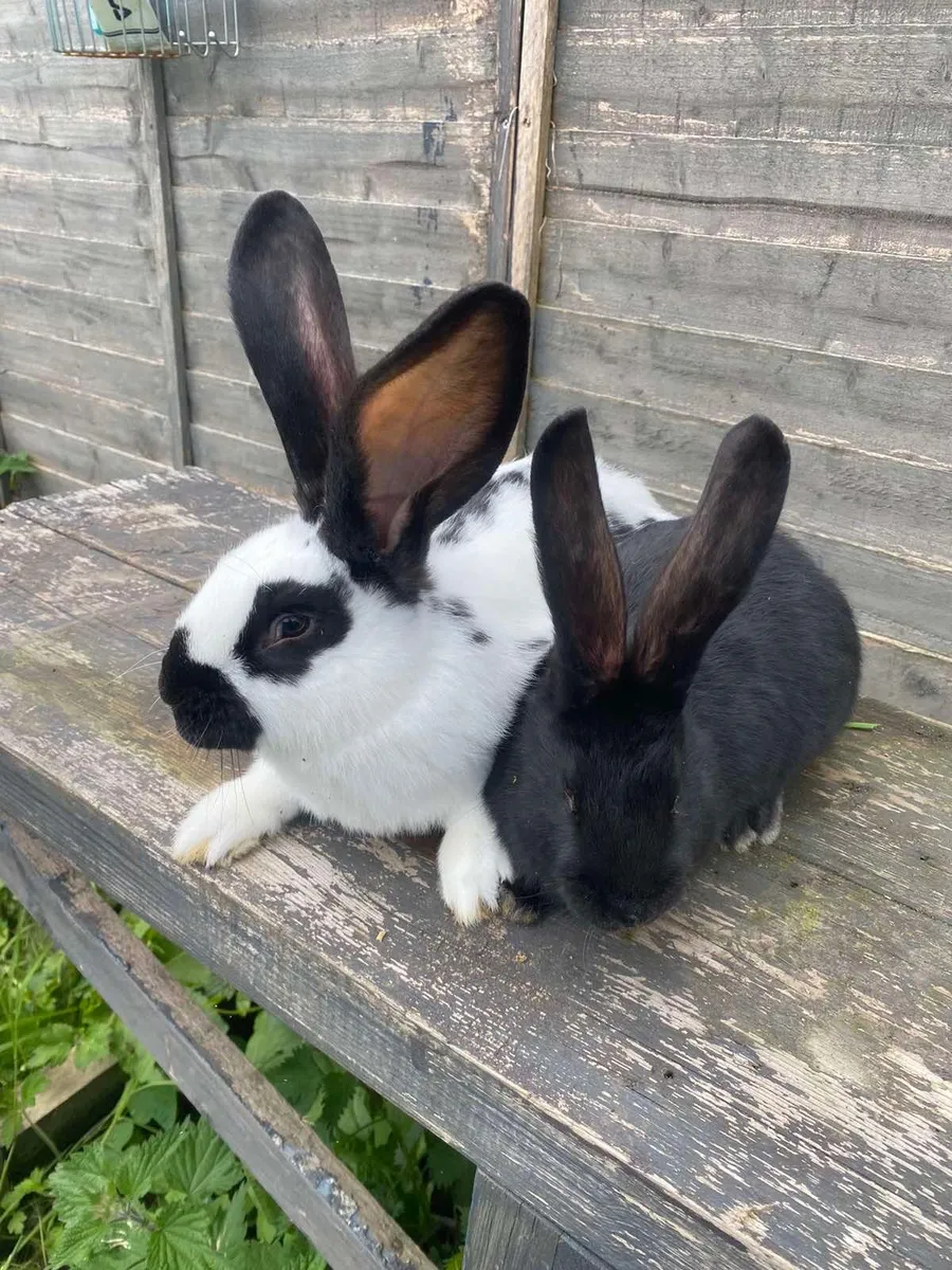 Rabbits - Image 4
