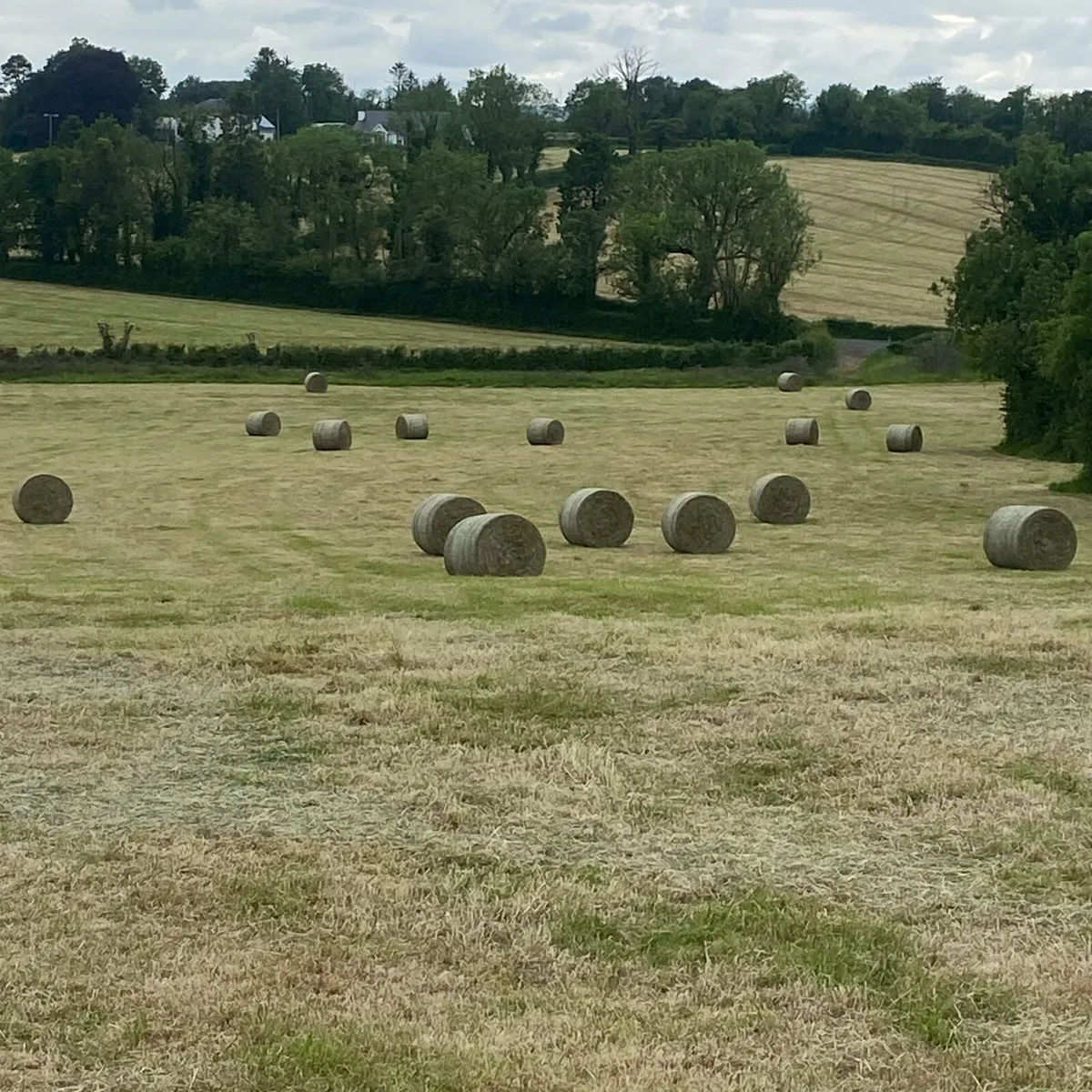 Hay bales - Image 1