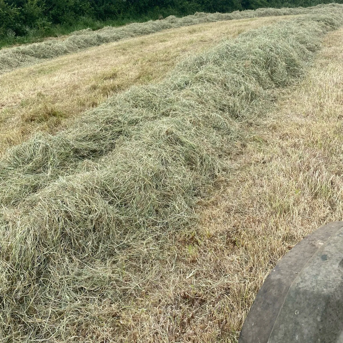 Hay bales - Image 3