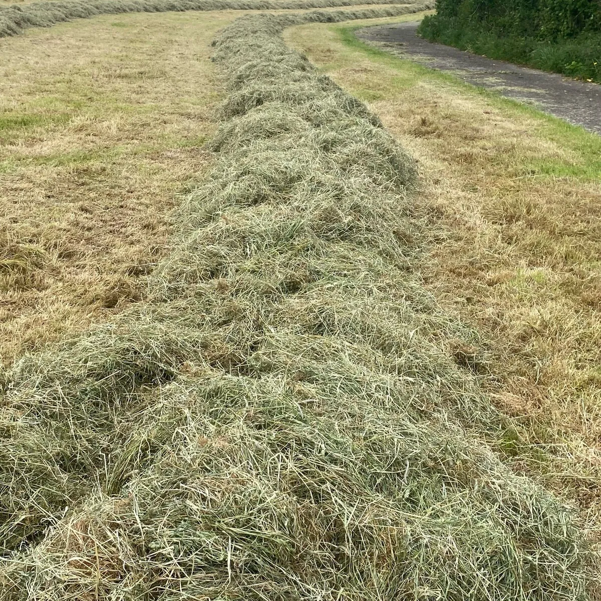 Hay bales - Image 4