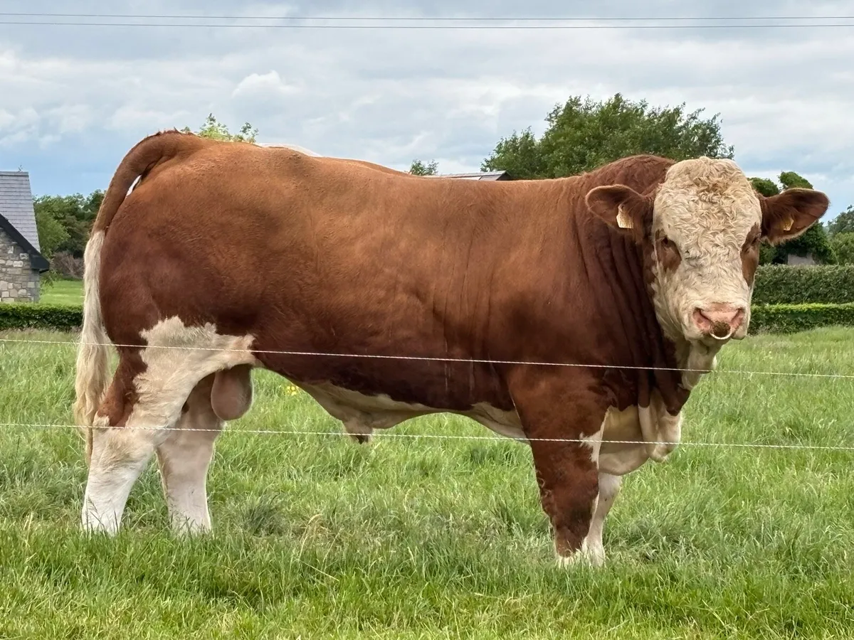 PBR Simmental Bulls - Image 1