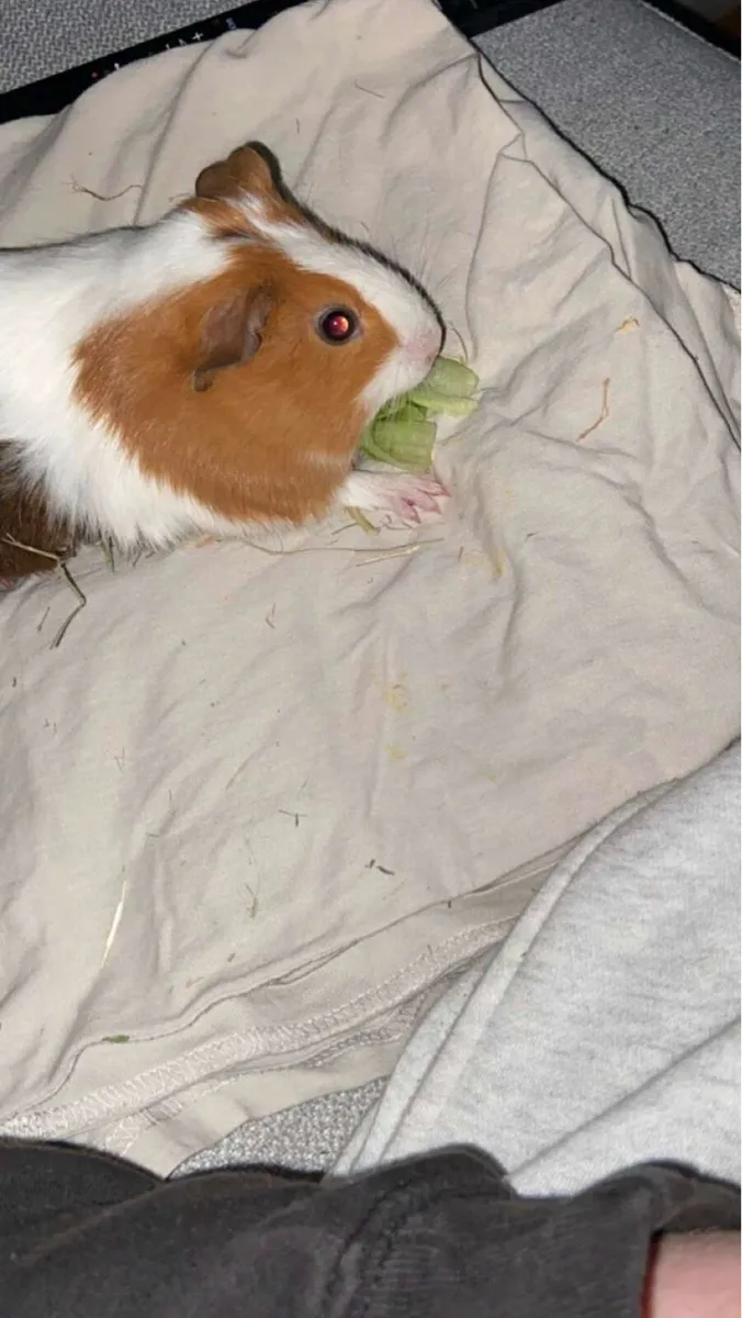 Guinea pigs - Image 3