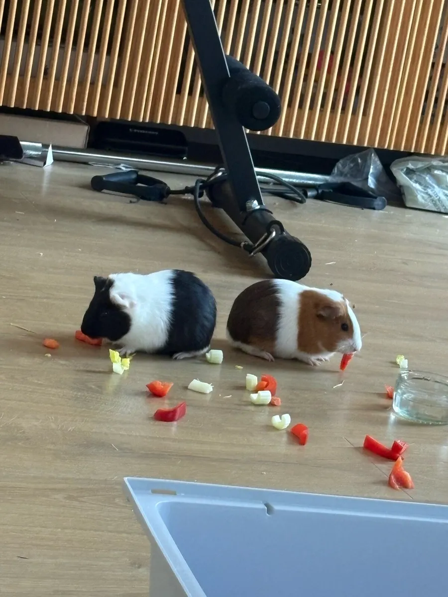 Guinea pigs - Image 1