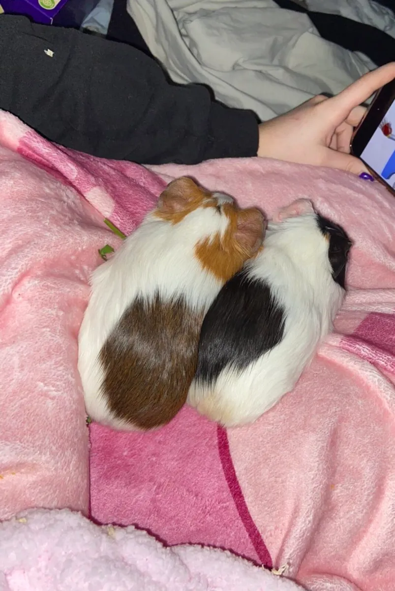 Guinea pigs - Image 2