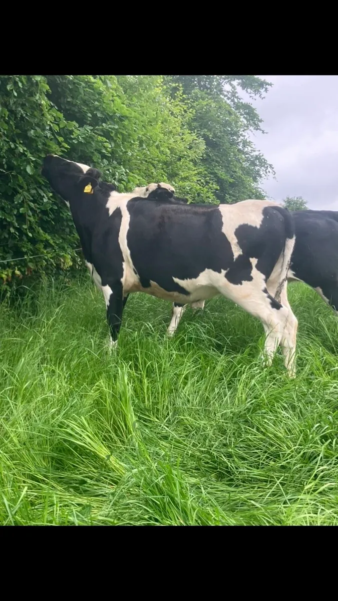 Friesian heifers - Image 1