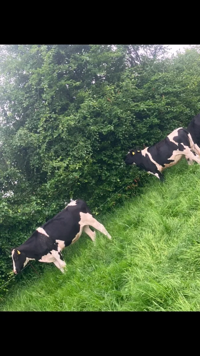 Friesian heifers - Image 2