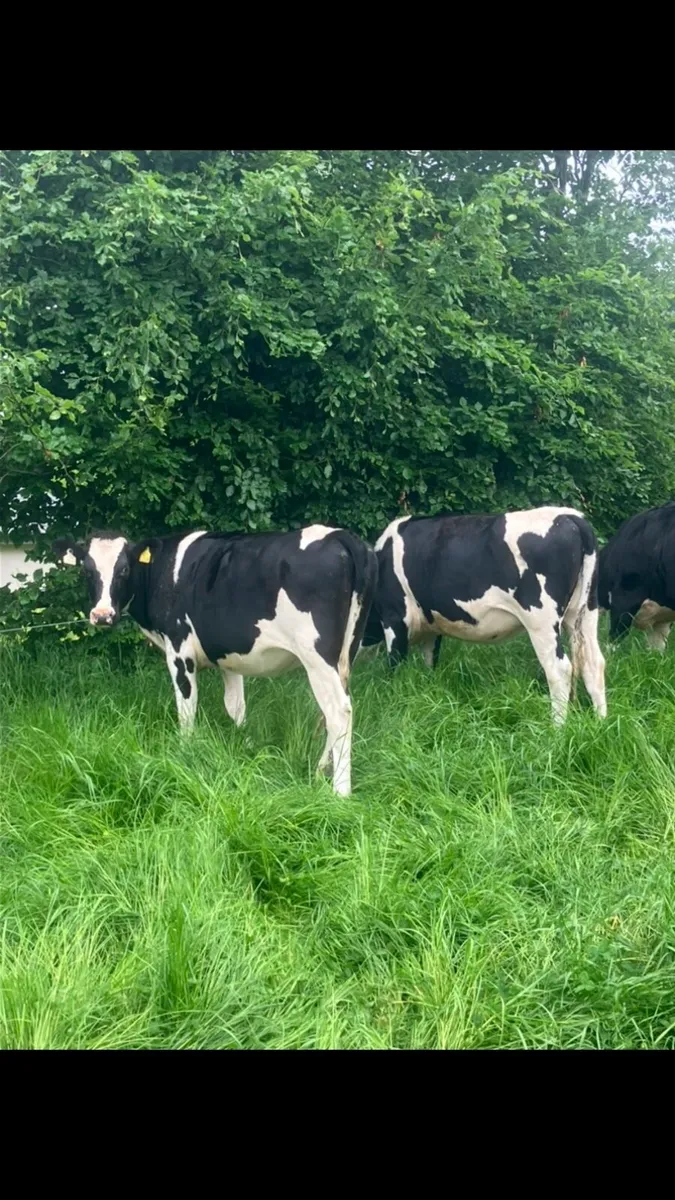 Friesian heifers - Image 3