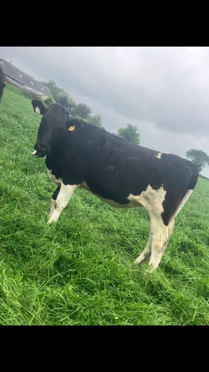 Friesian heifers - Image 4