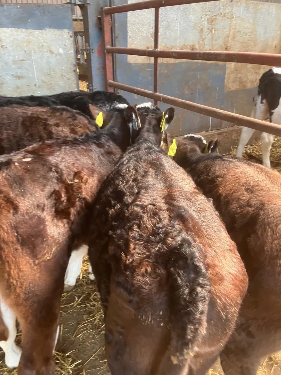 Top Quality Hereford Calves - Image 3