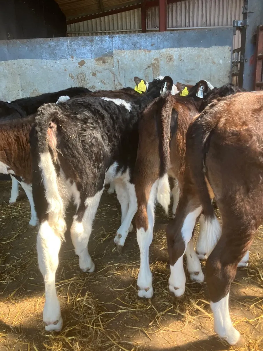 Top Quality Hereford Calves - Image 4
