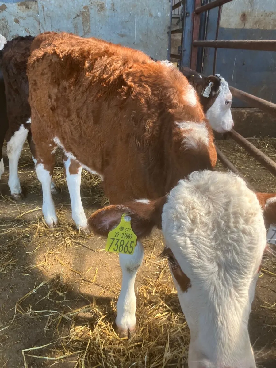 Top Quality Hereford Calves - Image 1