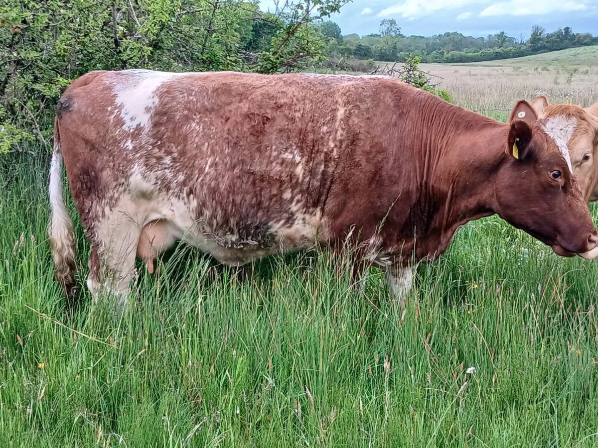 Cows and calfs - Image 2