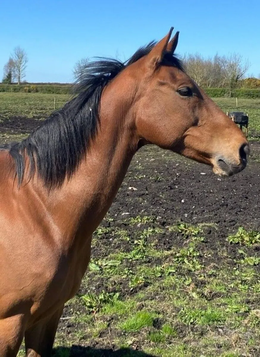 🌟 Outstanding 16hh Sports Mare for Sale – “Pippa” - Image 3