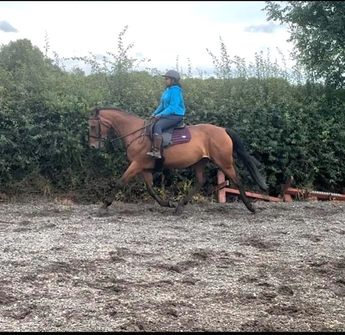 🌟 Outstanding 16hh Sports Mare for Sale – “Pippa” - Image 2